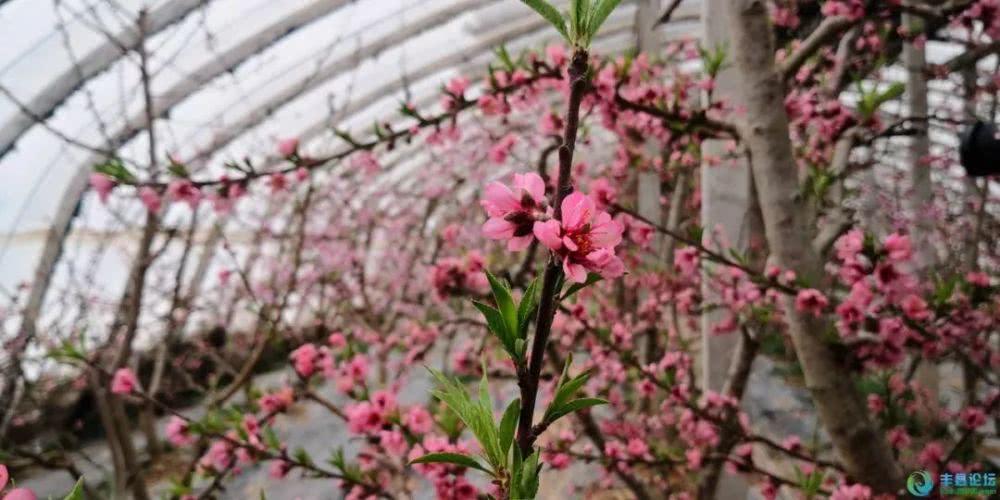 瓜州：温室大棚桃花俏春意浓浓惹人醉